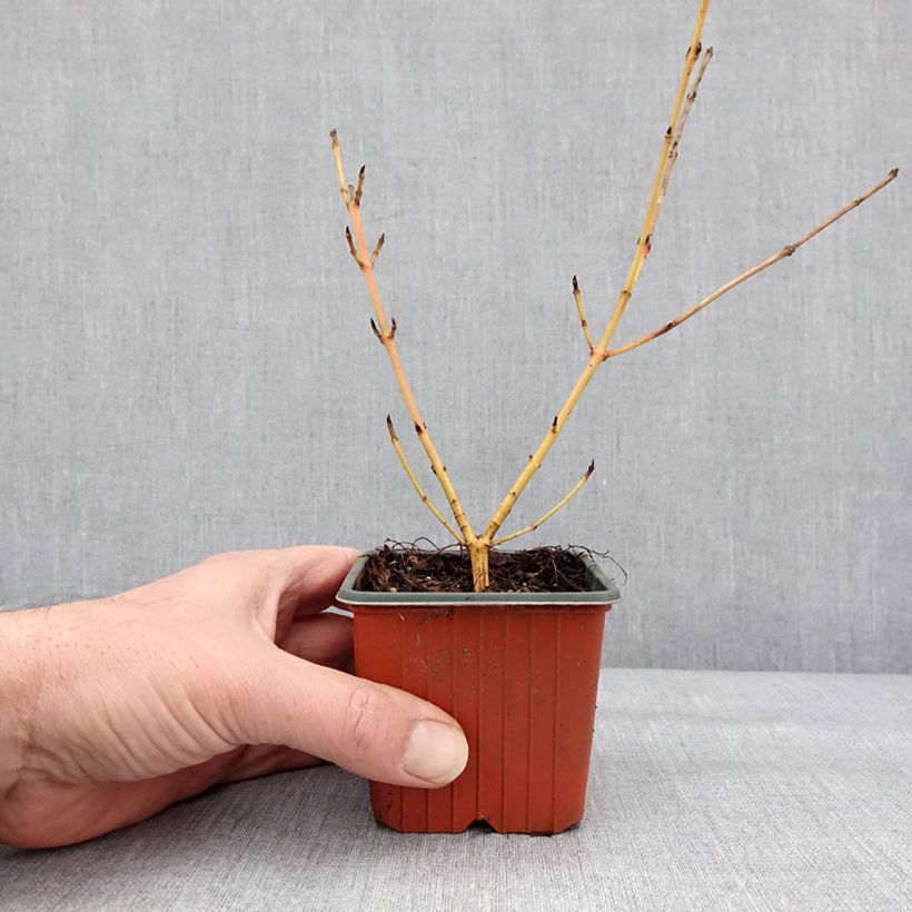 Example of Cornus sanguinea Winter Beauty -Cornouiller sanguin Godet de 8/9 cm as you get in hiver