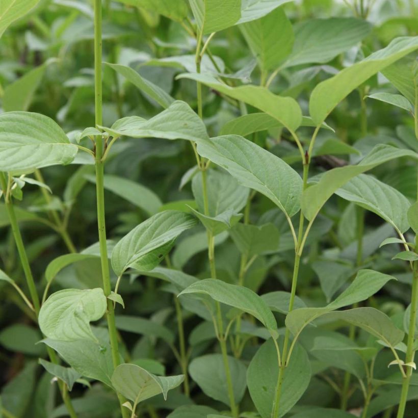 Cornus sericea Budd's Yellow - Cornouiller stolonifère. (Foliage)