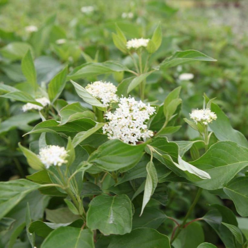 Cornus sericea Budd's Yellow - Cornouiller stolonifère. (Flowering)