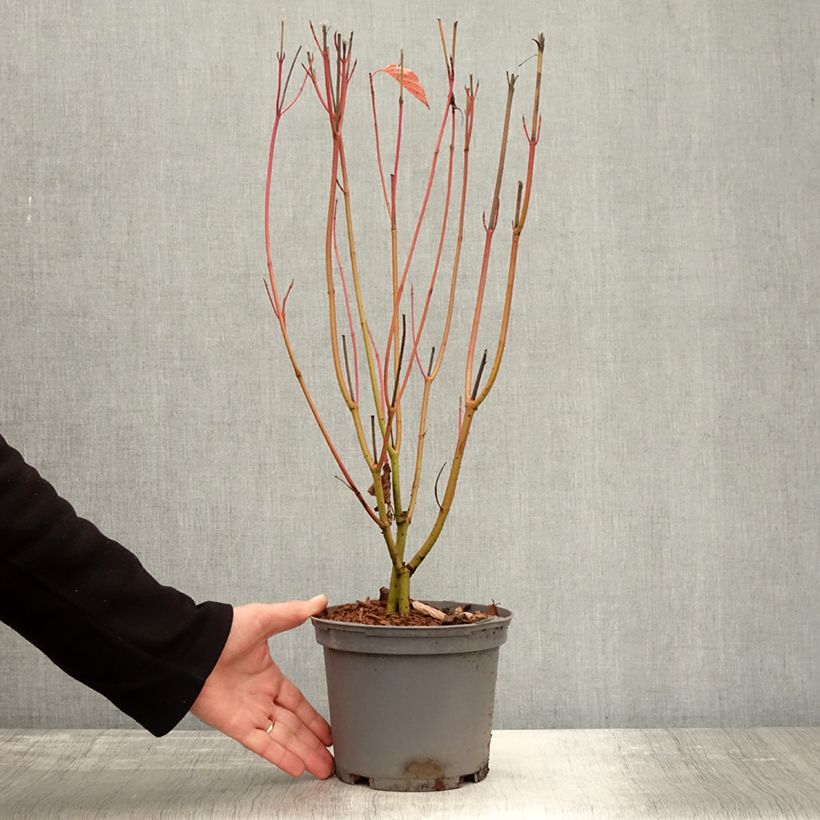 Example of Cornus sericea Cardinal - Cornouiller stolonifère Pot de 2L/3L as you get in automne