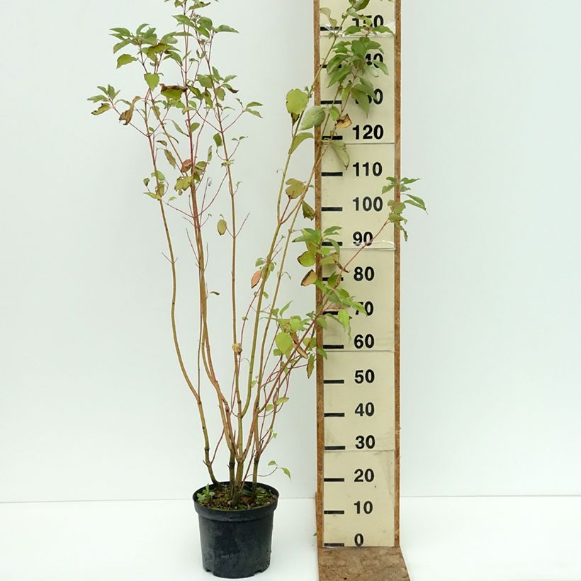 Example of Cornus sericea Cardinal - Cornouiller stolonifère Pot de 7,5L/10L as you get in ete
