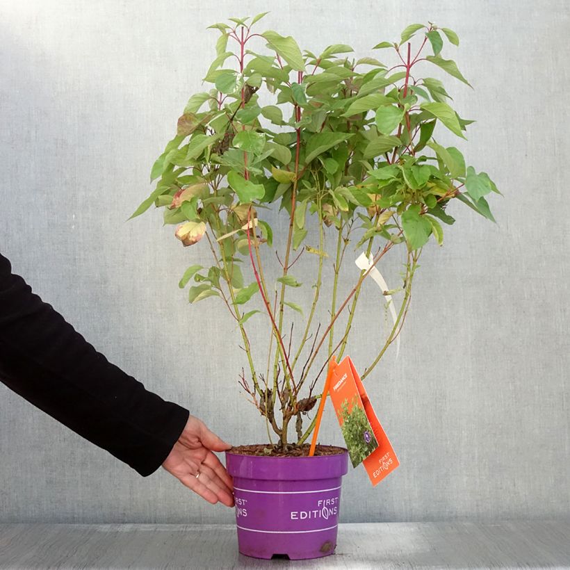 Example of Cornus sericea Firedance - Cornouiller stolonifère Pot de 3L/4L as you get in automne