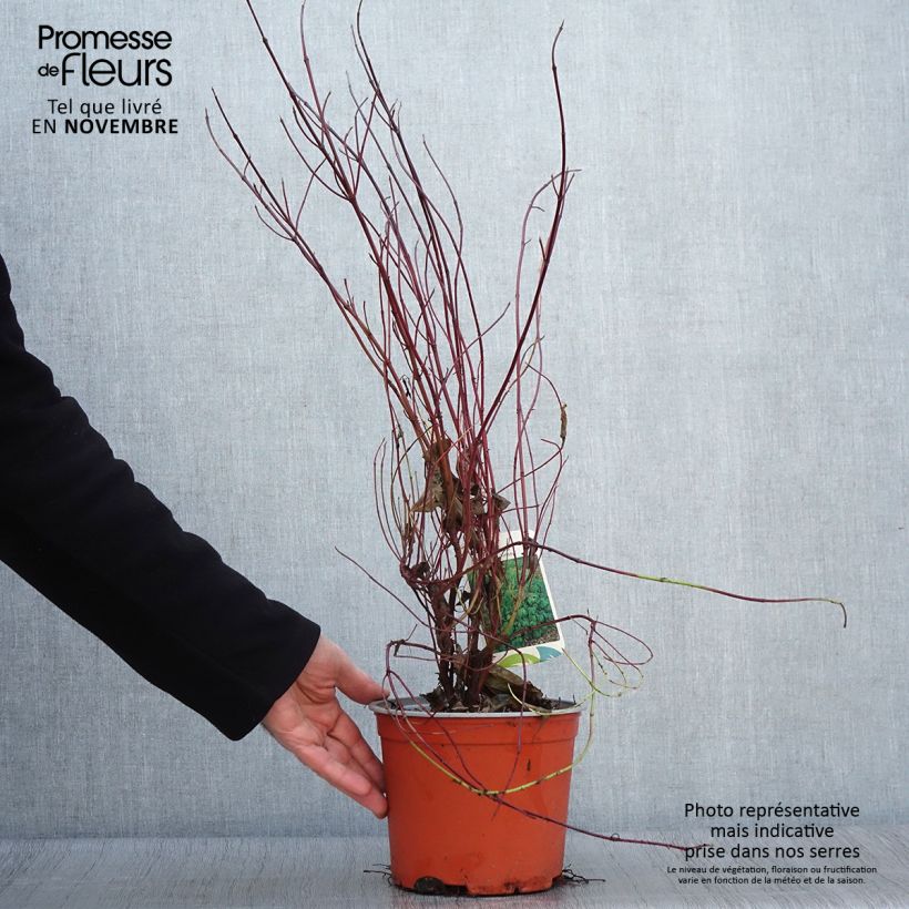 Example of Cornus sericea Kelseyi - Cornouiller stolonifère Pot de 3L/4L as you get in automne