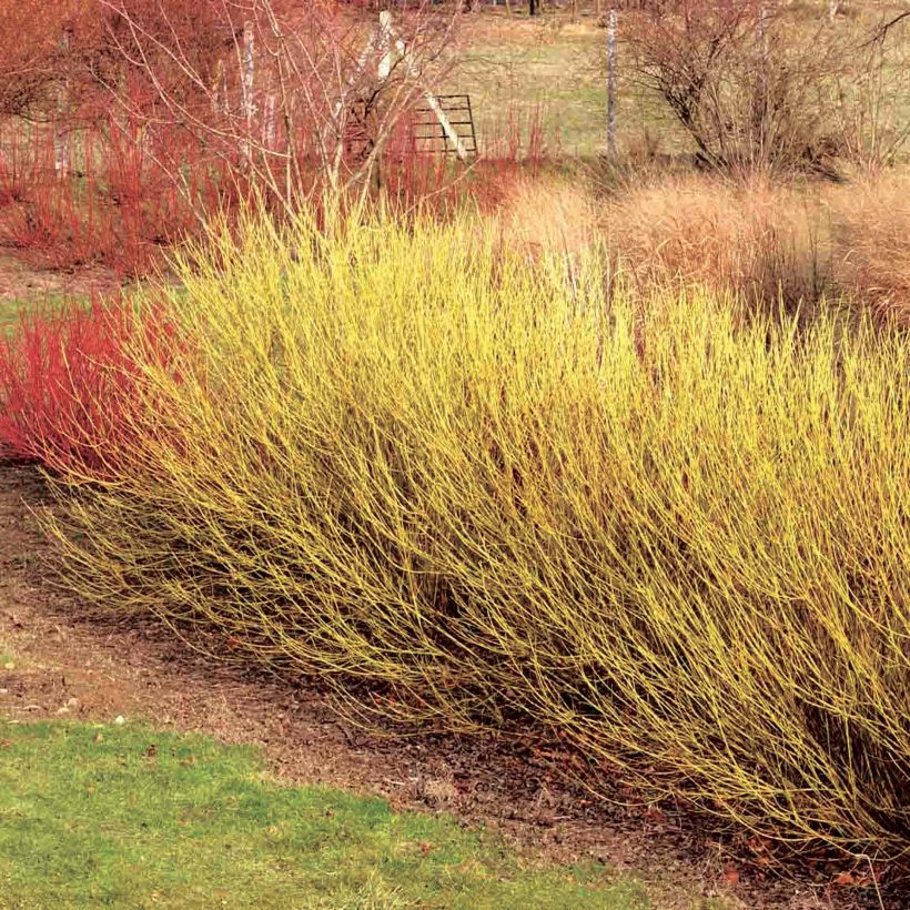 Cornus stolonifera Flaviramea - Cornouiller à bois jaune (Plant habit)