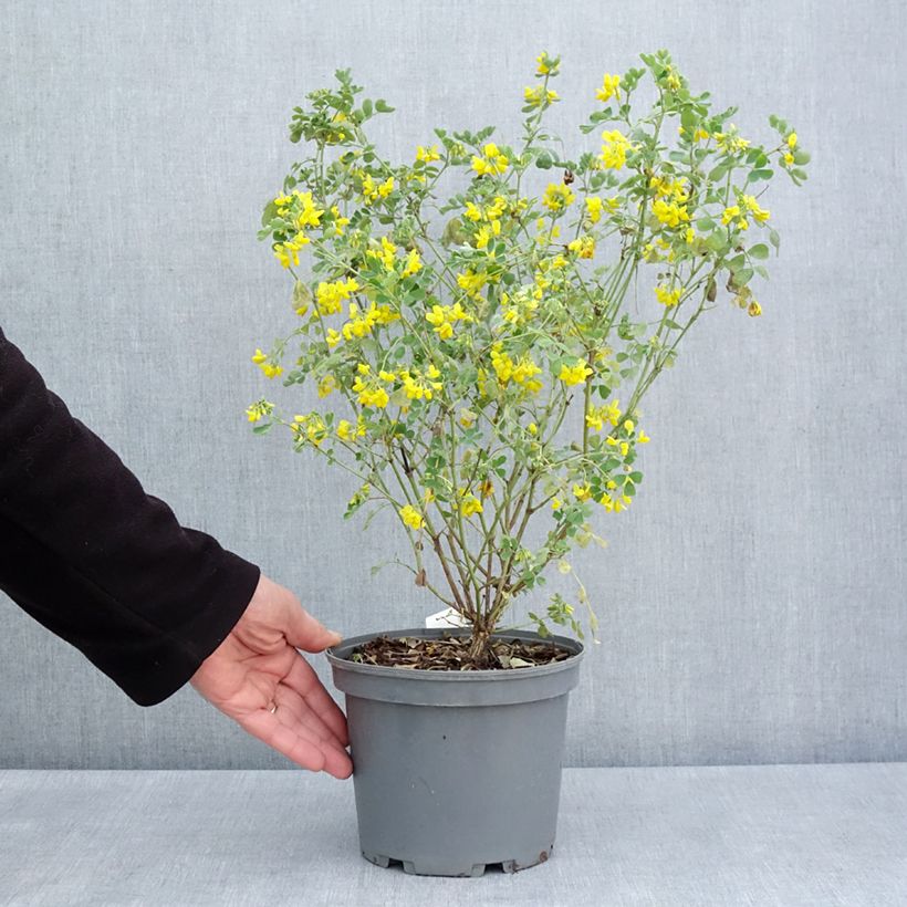 Example of Coronille - Coronilla valentina subsp. glauca Citrina Pot de 3L/4L as you get in printemps