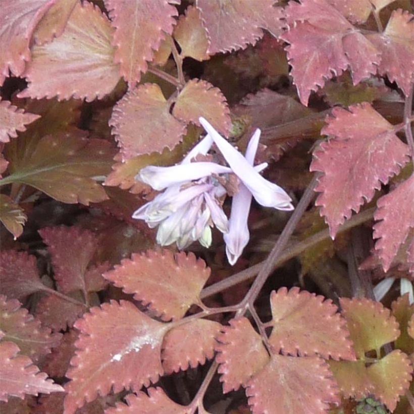 Corydalis quantmeyeriana Chocolate Stars (Flowering)