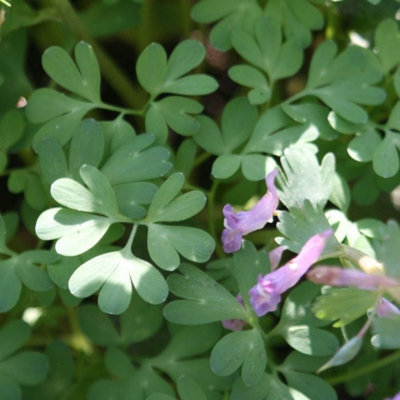 Corydalis solida (Foliage)