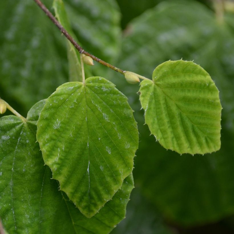 Corylopsis pauciflora - Faux noisetier (Foliage)
