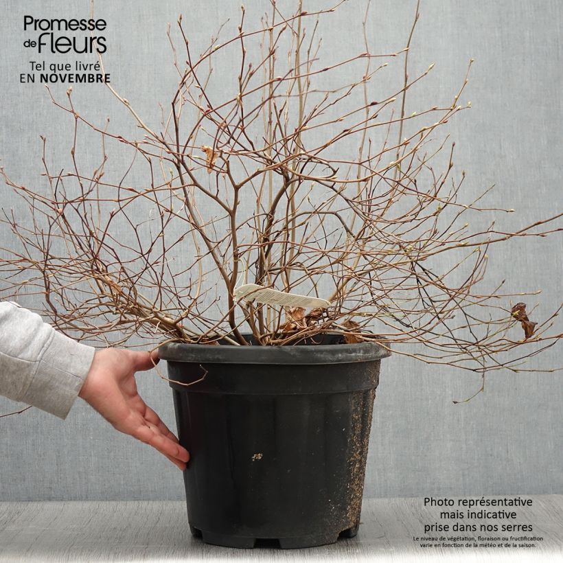 Example of Corylopsis pauciflora - Faux noisetier Pot de 12L/15L as you get in automne