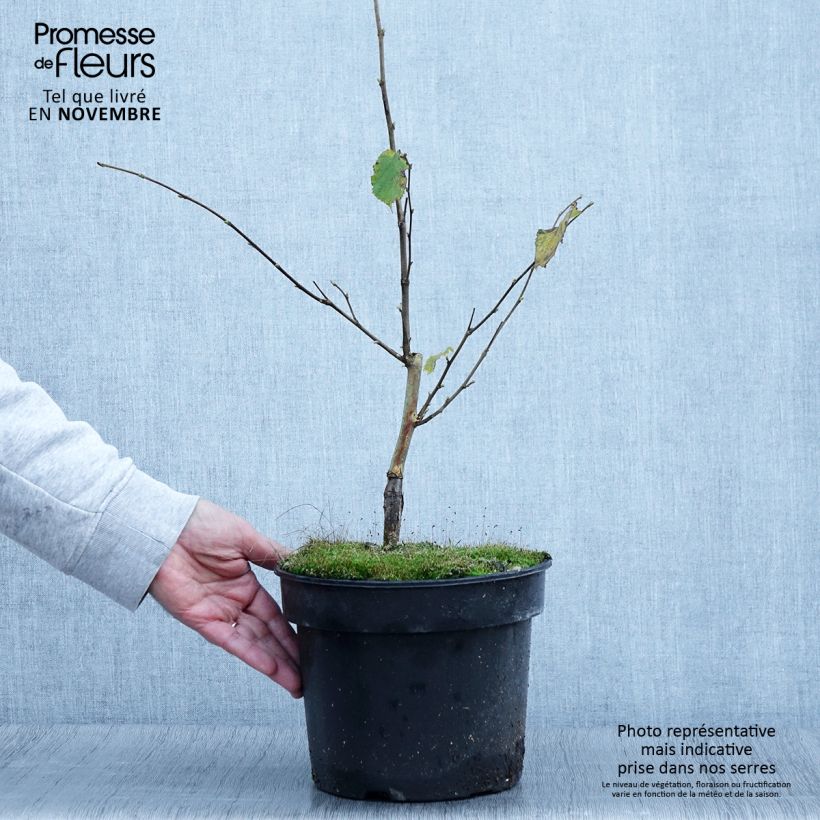 Example of Corylus avellana Agnieszka - Noisetier panaché Pot de 4L/5L as you get in automne