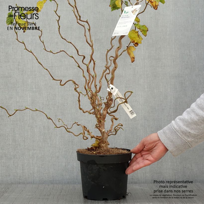 Example of Corylus avellana contorta Medusa - Noisetier tortueux nain Pot de 3L/4L as you get in automne
