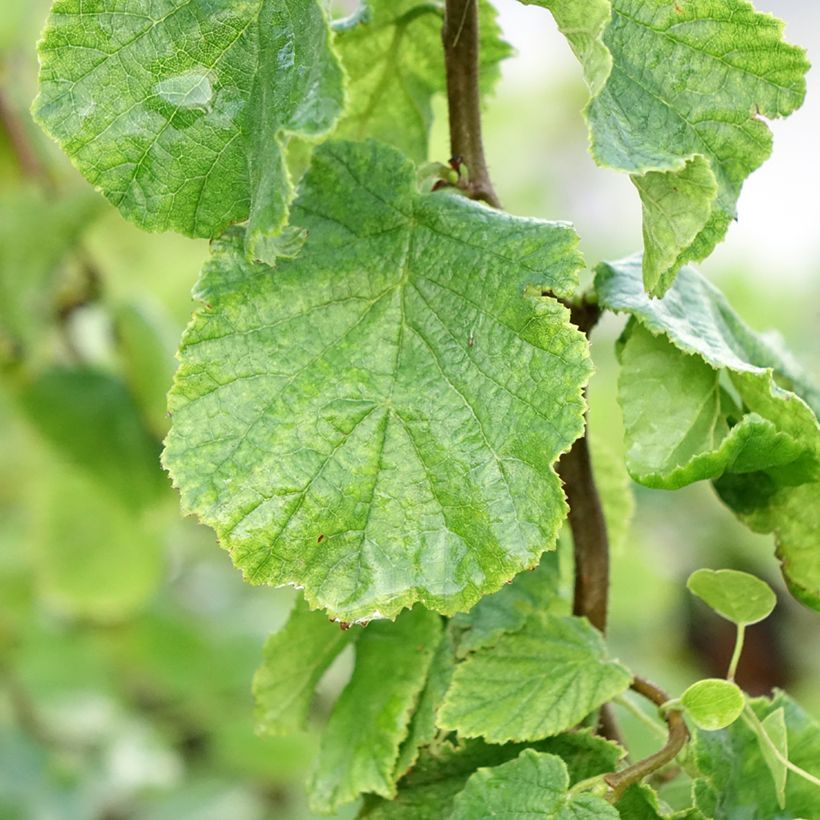 Corylus avellana contorta Medusa - Noisetier tortueux nain (Foliage)