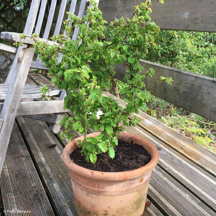 Corylus avellana Scooter - noisetier nain tortueux (Plant habit)