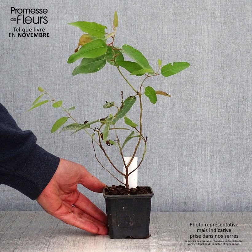 Example of Corymbia citriodora - Eucalyptus citronné Godet de 8/9 cm as you get in automne