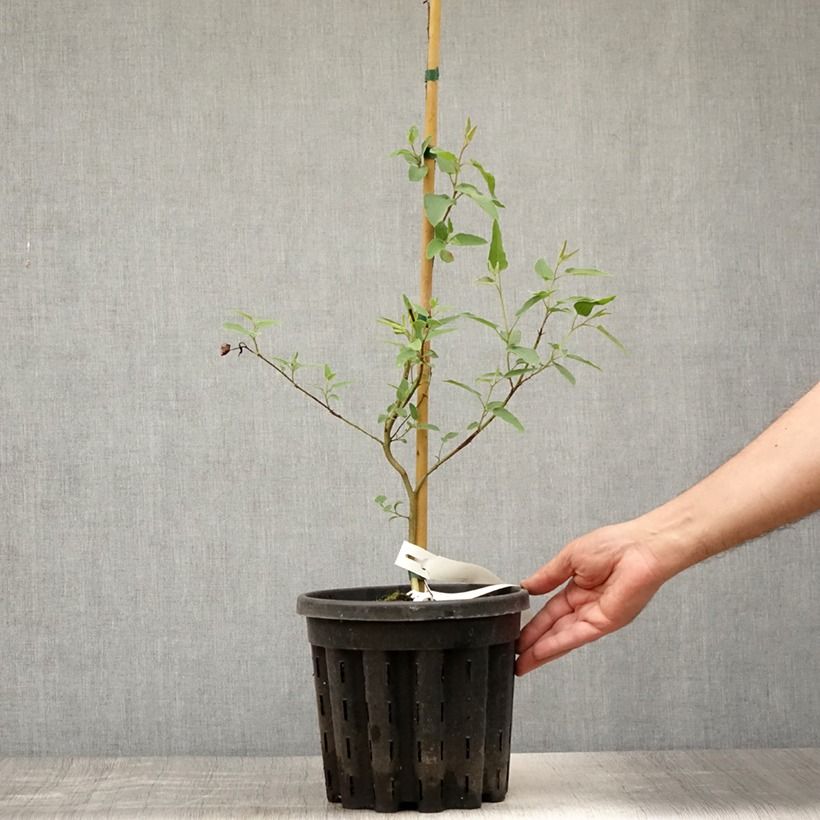 Example of Corymbia citriodora - Eucalyptus citronné Pot de 3L/4L as you get in ete
