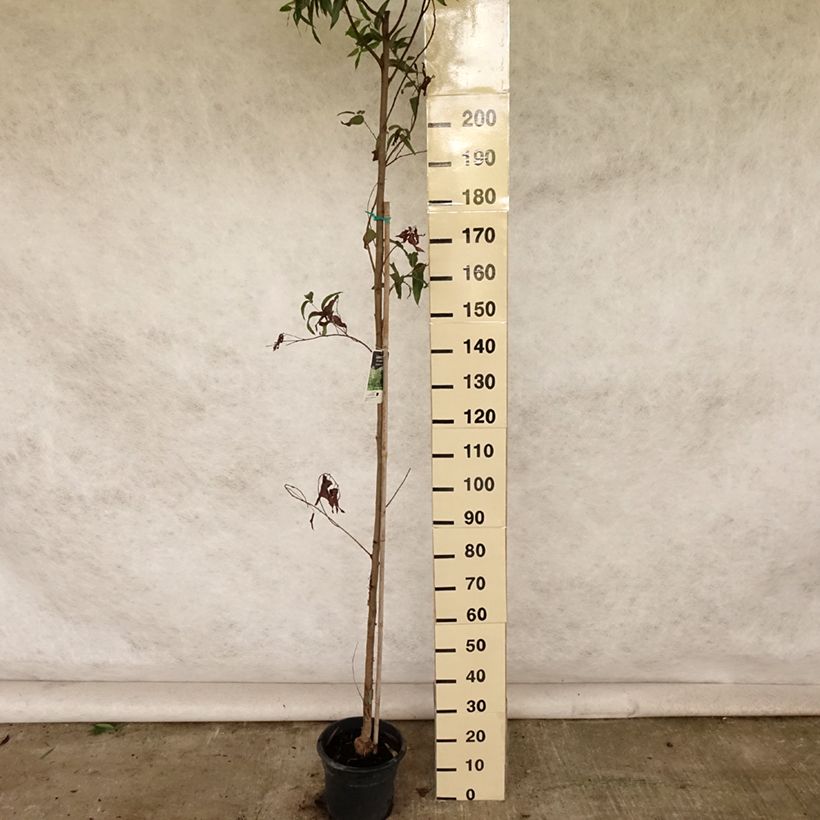 Example of Corymbia citriodora - Eucalyptus citronné Pot de 7,5L/10L as you get in ete