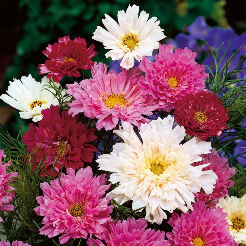 Cosmos bipinatus Double Click en mélange (Flowering)