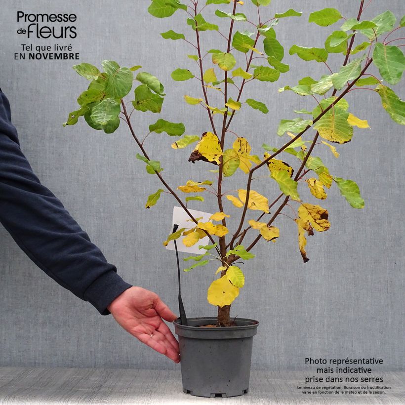 Example of Cotinus coggygria - Arbre à Perruques Pot de 3L/4L as you get in automne