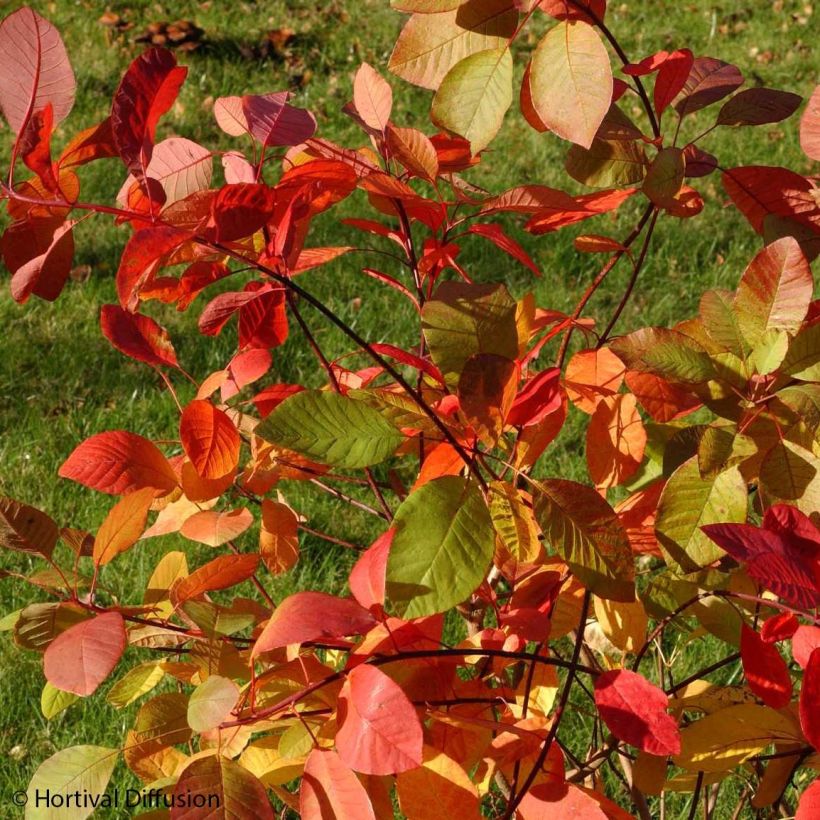 Cotinus coggygria Flame - Arbre à perruque (Foliage)