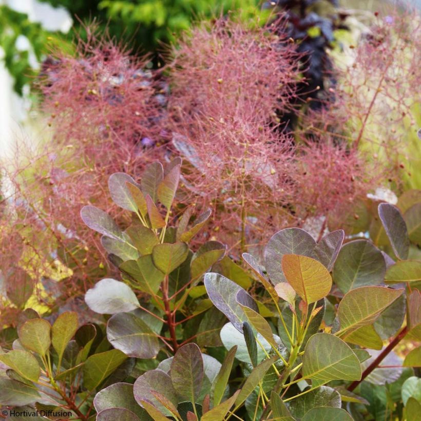 Cotinus coggygria Flamissimo - Arbre à perruque (Flowering)