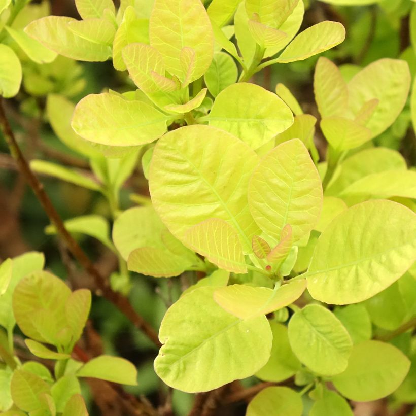 Cotinus coggygria Lemon Lady - Arbre à perruques (Foliage)