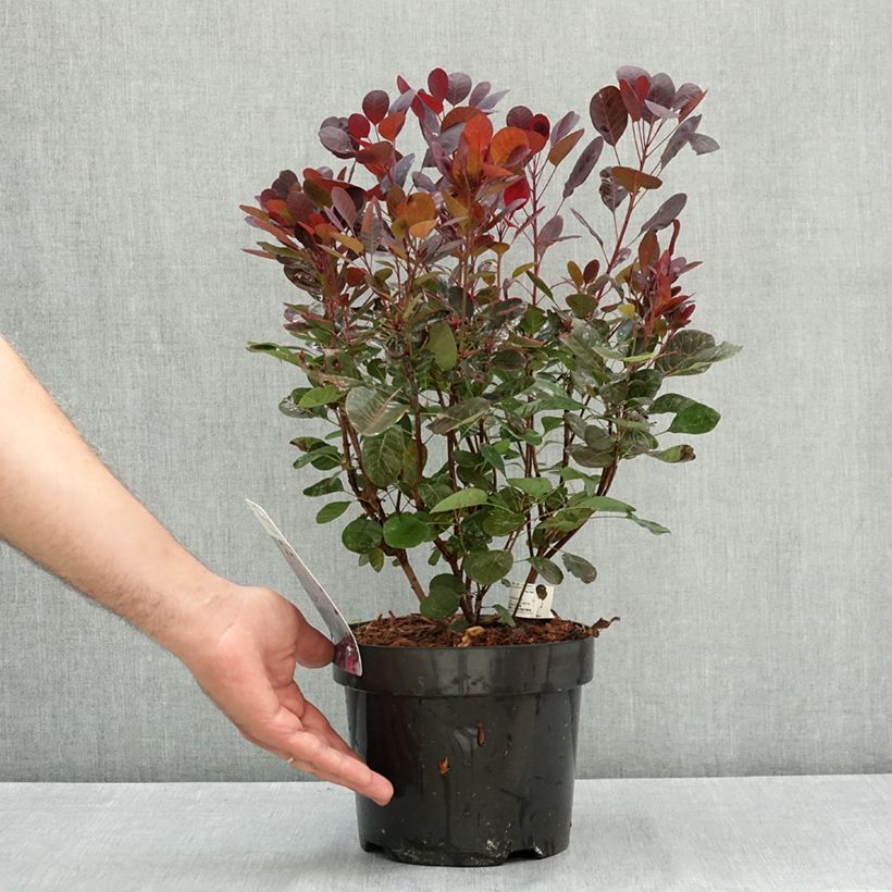 Example of Cotinus coggygria Lilla - Arbre à perruque nain. Pot de 3L/4L as you get in ete