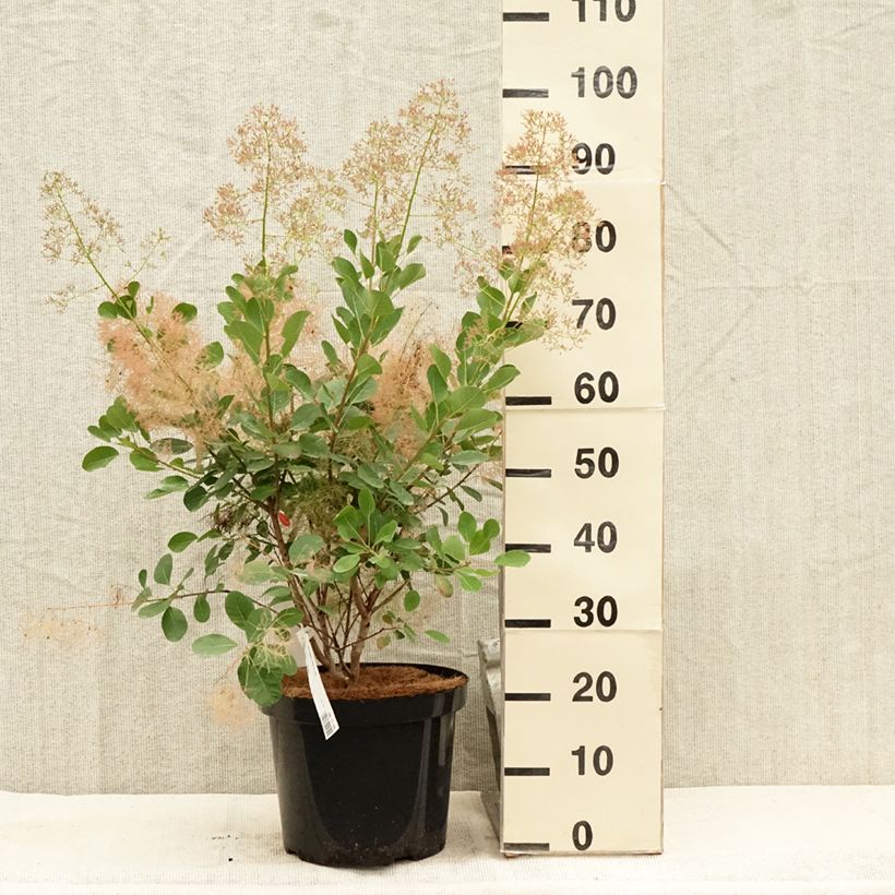 Example of Cotinus coggygria Young Lady - Arbre à Perruque Pot de 6L/7L as you get in ete