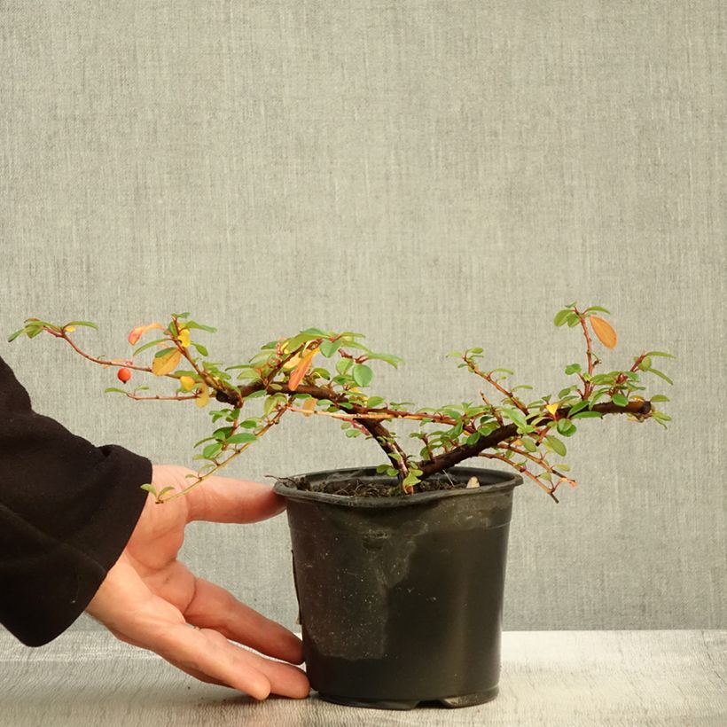 Example of Cotoneaster dammeri Miranda Pot de 1L/1,5L as you get in automne