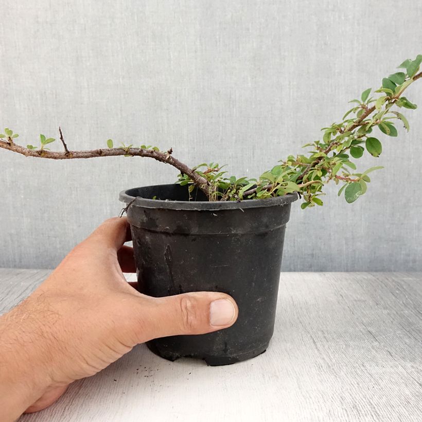 Example of Cotoneaster dammeri Mooncreeper Pot de 1L/1,5L as you get in ete