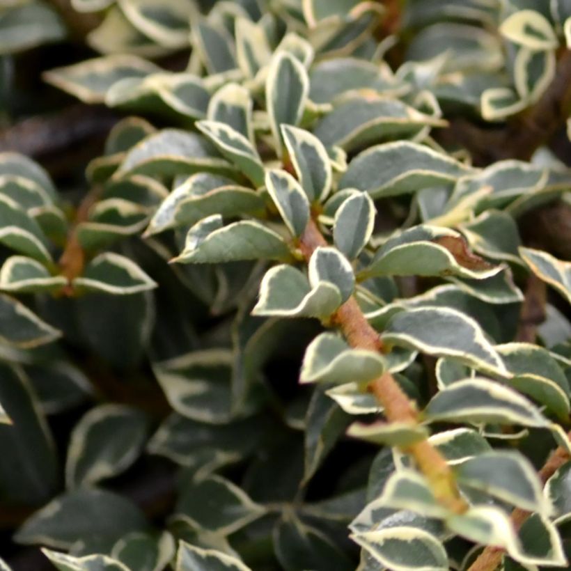 Cotoneaster horizontalis Variegatus - Cotonéaster rampant (Foliage)