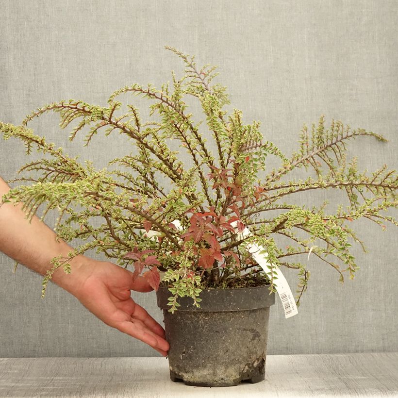 Example of Cotoneaster horizontalis Variegatus - Cotonéaster rampant Pot de 2L/3L as you get in ete