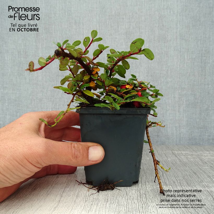 Example of Cotoneaster procumbens Queen of Carpets Godet de 8/9 cm as you get in automne
