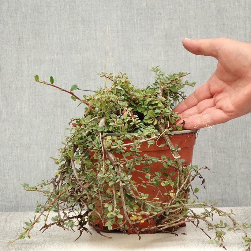 Example of Cotoneaster procumbens Streibs Findling - Cotonéaster rampant Pot de 1,5L/2L as you get in ete