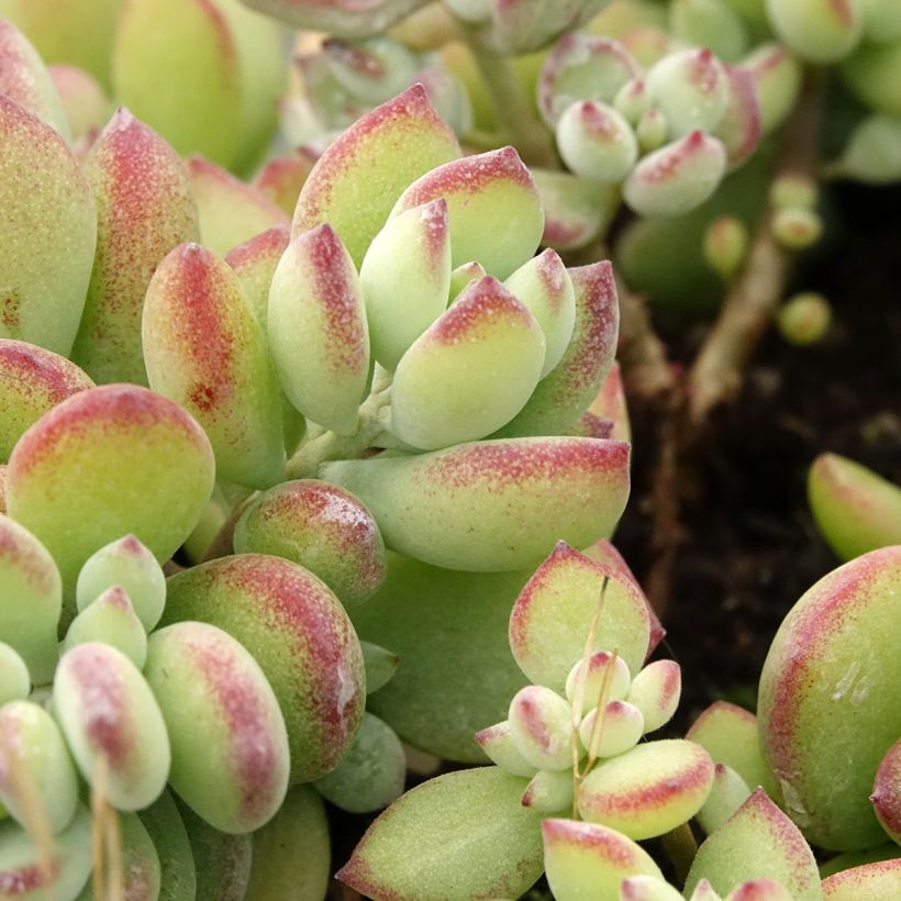 Cotyledon pendens - Cotylédon pendant (Foliage)