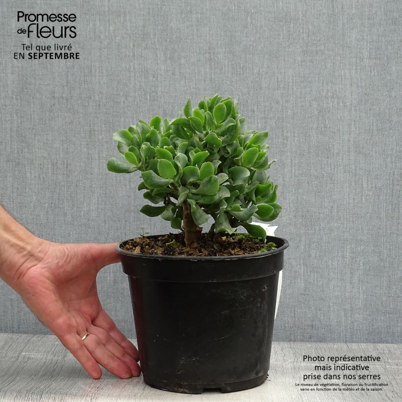 Example of Crassula arborescens Curly Grey Pot de 3L/4L as you get in automne