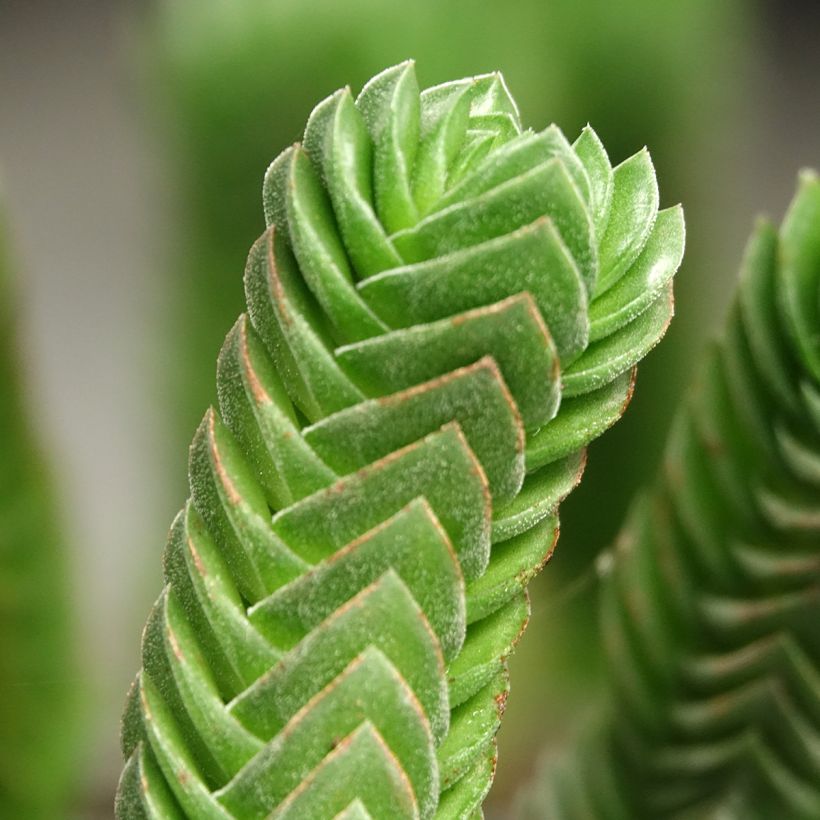Crassula Buddha's Temple (Foliage)