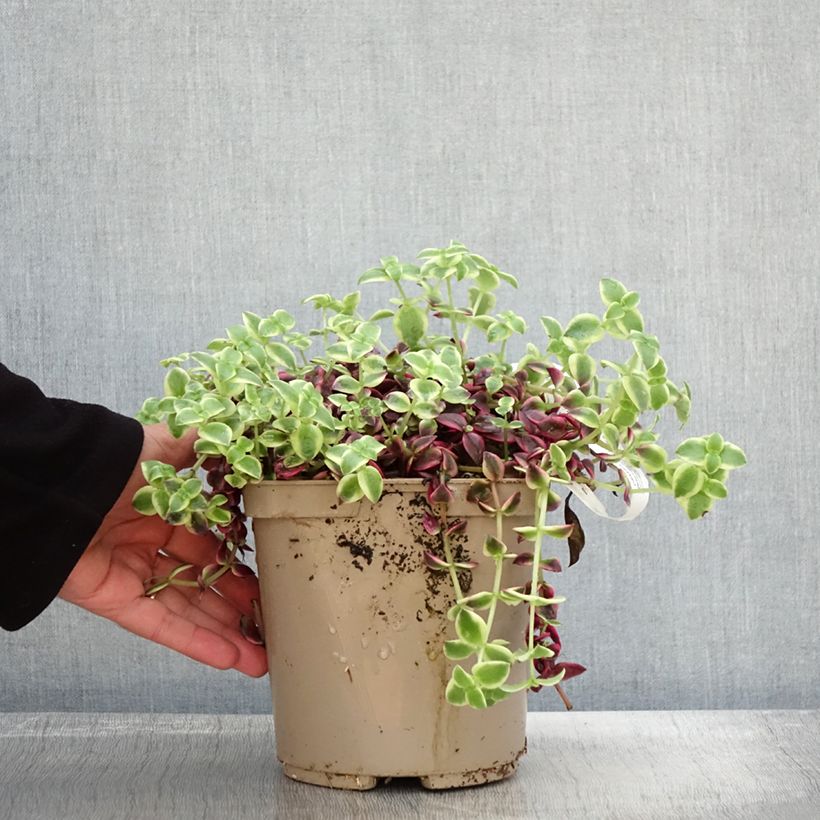 Example of Crassula Desert Diamond Pot de 3L/4L as you get in automne