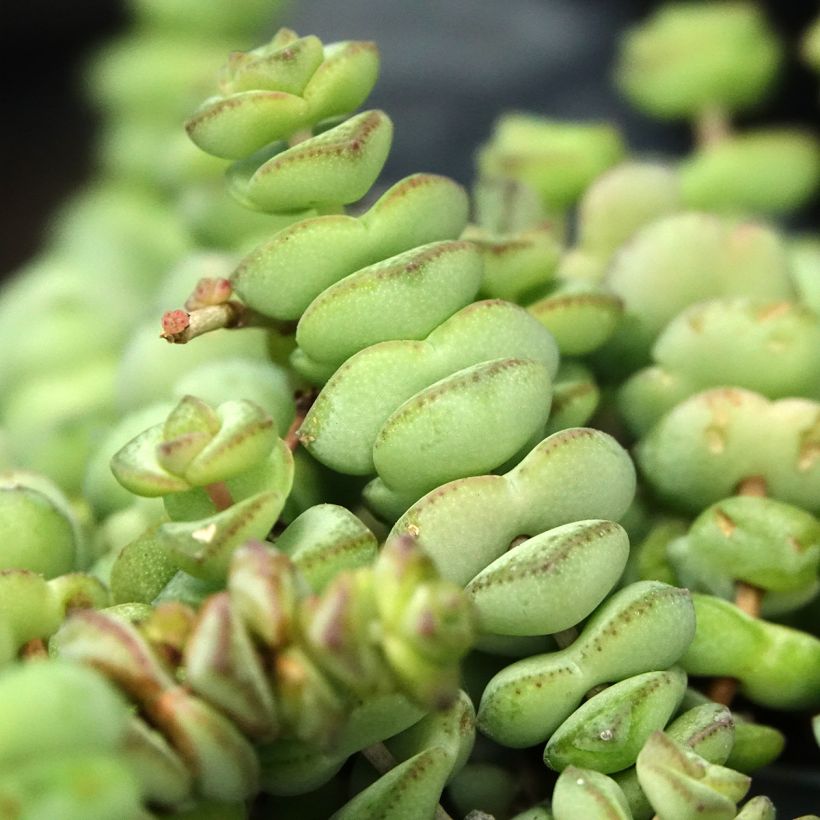 Crassula rupestris subsp. marnieriana (Foliage)