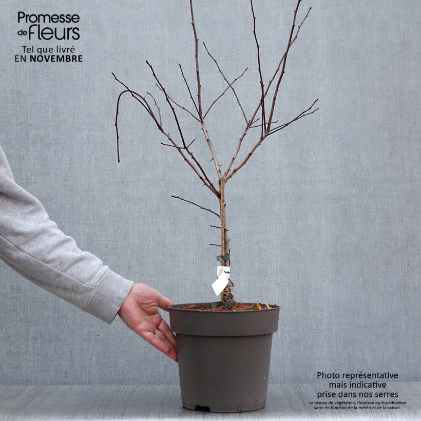 Example of Crataegus crus-galli - Aubépine ergot de coq Pot de 6L/7L as you get in automne