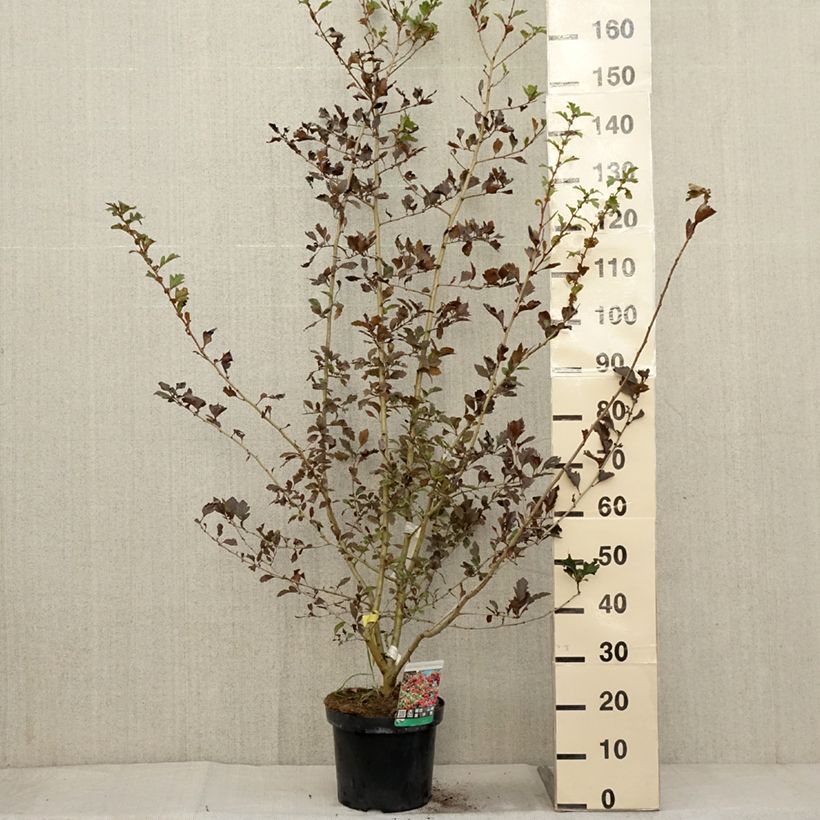Example of Crataegus grignonensis - Aubépine de Grignon Pot de 7,5L/10L as you get in automne