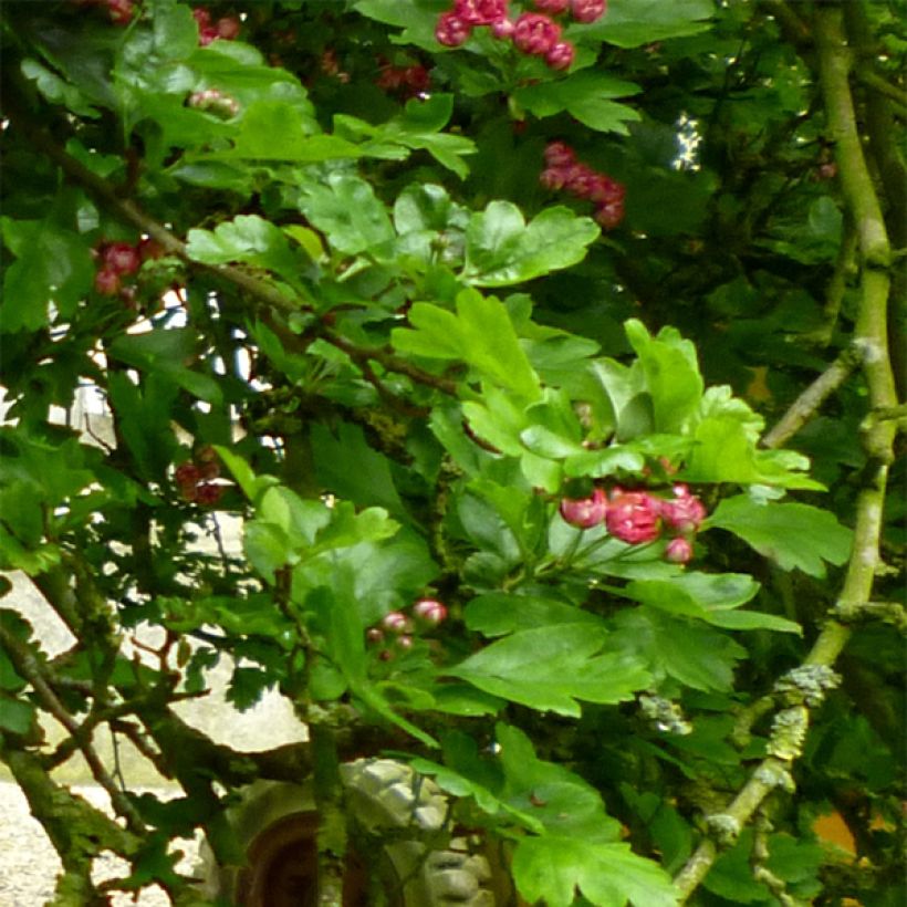 Aubépine - Crataegus laevigata Paul's Scarlet (Foliage)