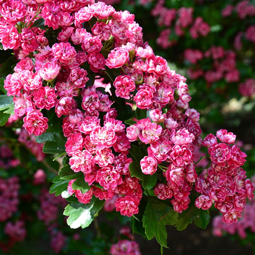 Aubépine - Crataegus laevigata Paul's Scarlet (Flowering)