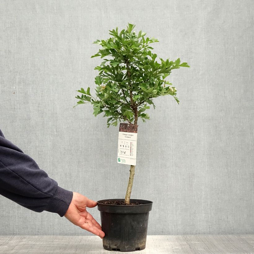 Example of Crataegus monogyna Versicolor - Aubépine monogyne Pot de 3L/4L as you get in printemps