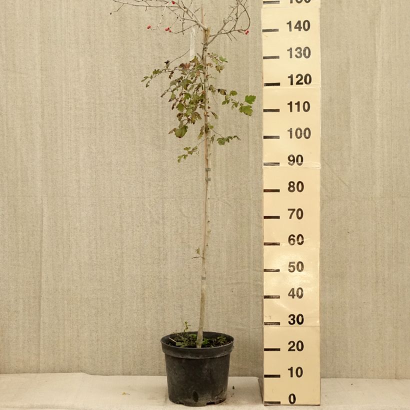 Example of Crataegus x media (x laevigata) Gireoudii - Aubépine hybride Coupe 7,5L / 10L as you get in automne