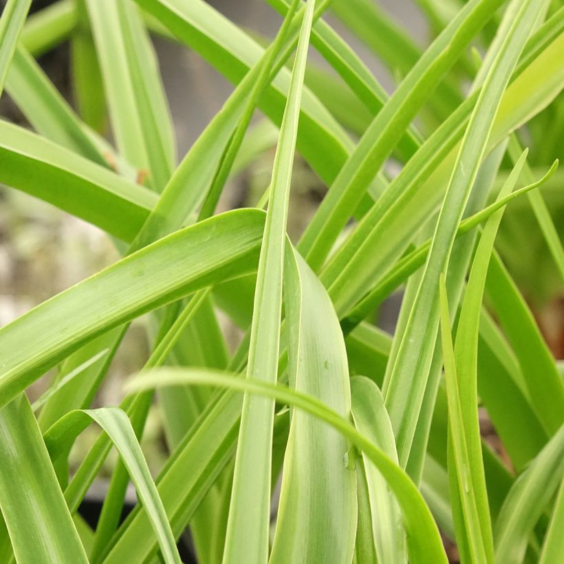 Crinum Powellii Rosea - Crinole de Powell Rose (Foliage)