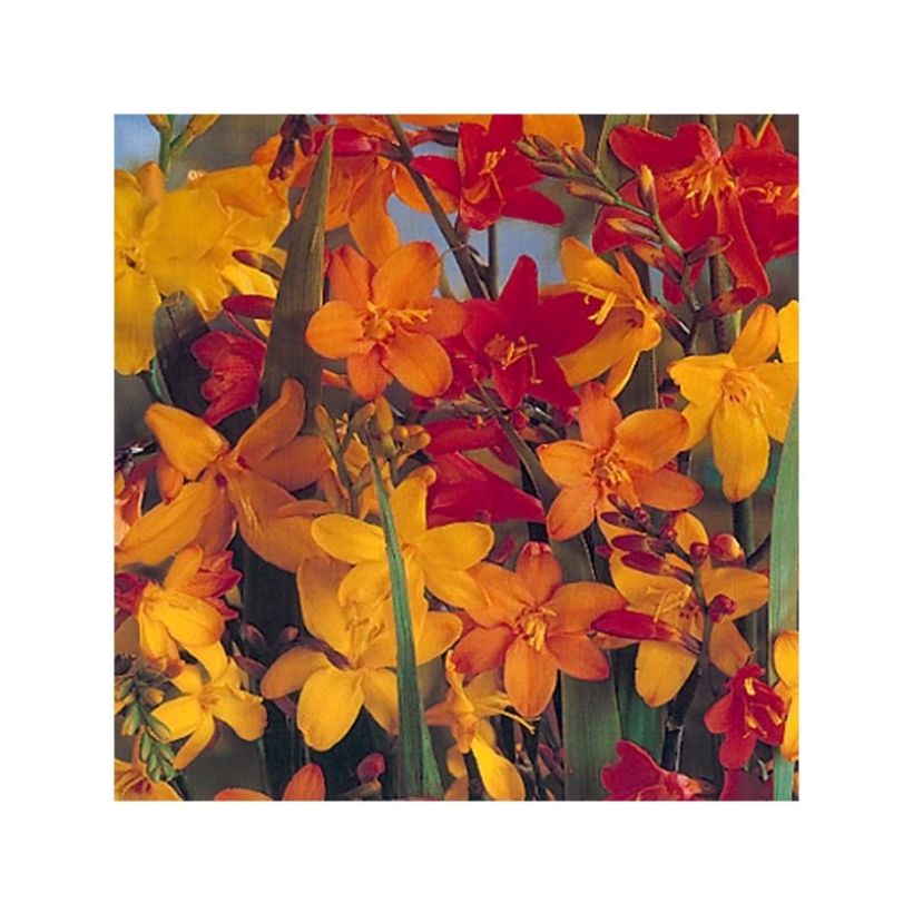Crocosmia en mélange (grandes fleurs) - Montbretia (Flowering)