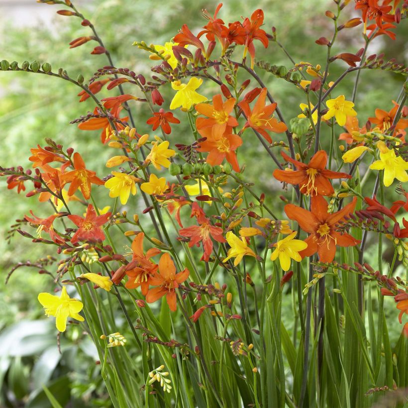 Crocosmia en mélange (petites fleurs) - Montbretia (Flowering)