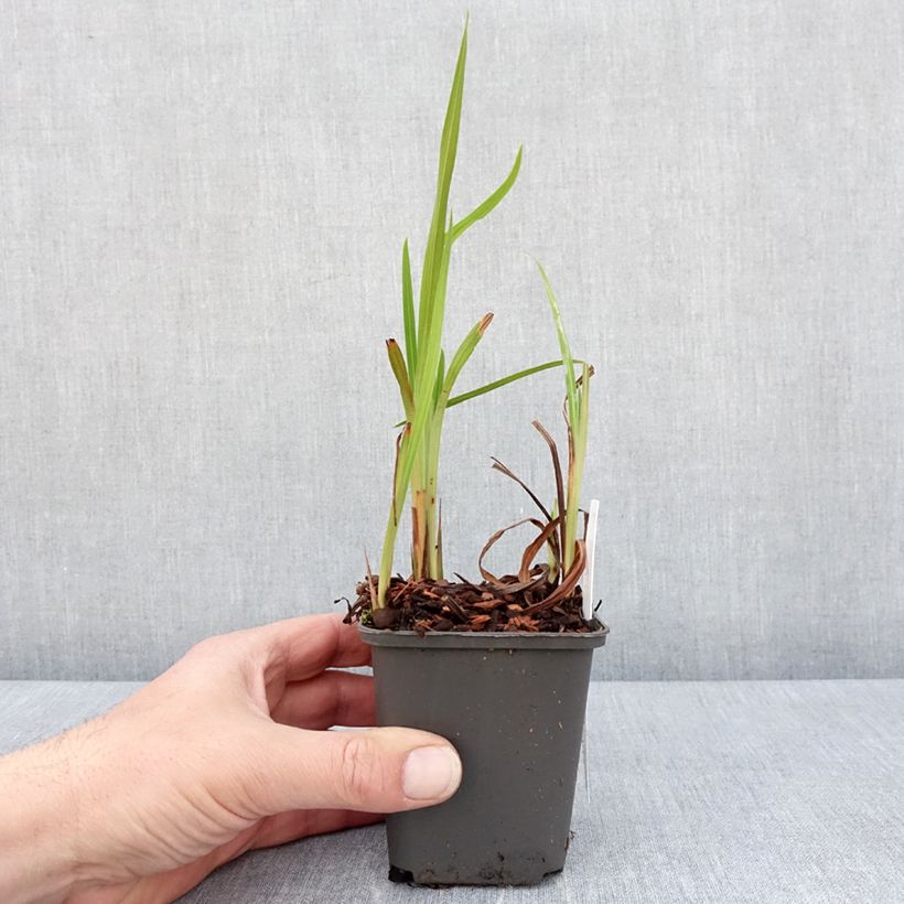 Example of Crocosmia hybride Saracen - Montbretia Godet de 8/9 cm as you get in printemps