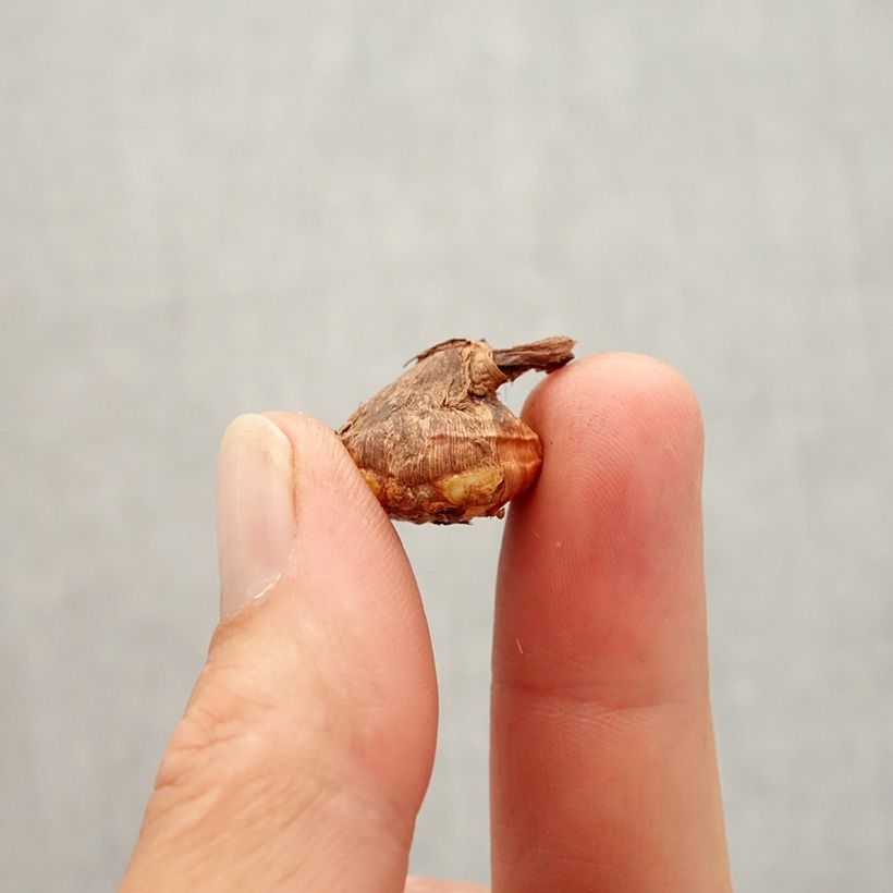Example of Crocus botanique karduchorum - Crocus d'automne Bulbe size 6+ as you get in automne