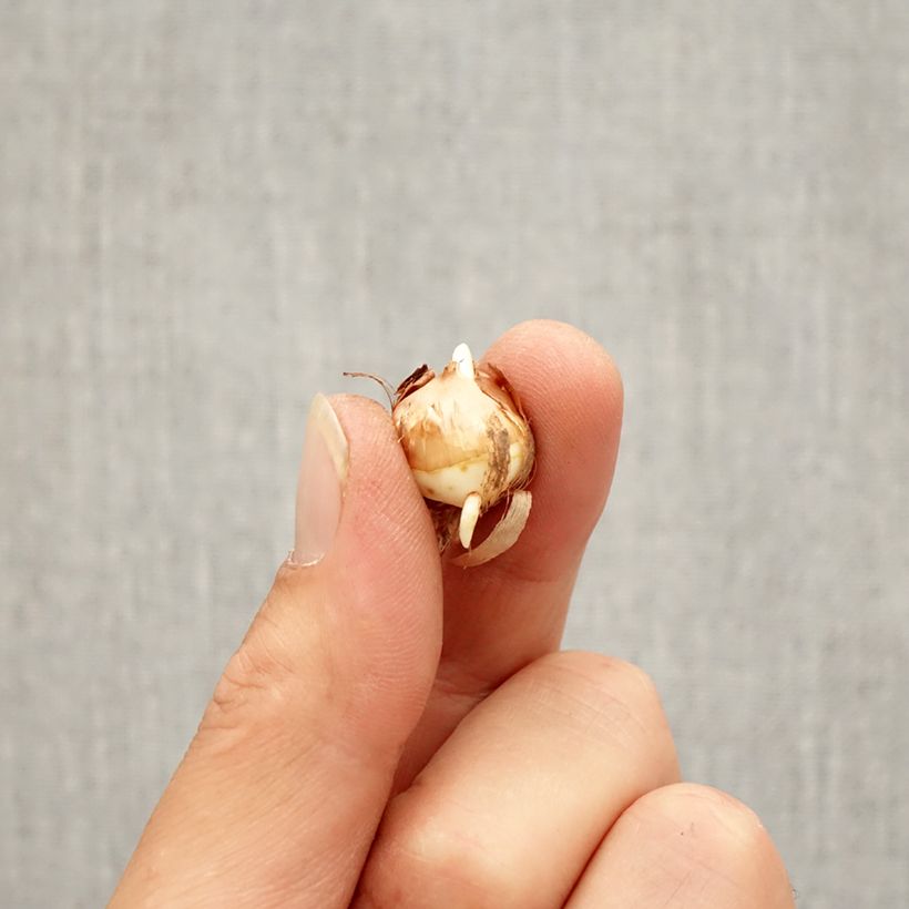 Example of Crocus corsicus - Crocus de Corse Bulbe size 5+ as you get in automne